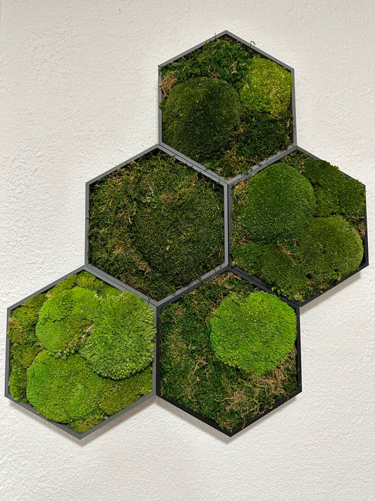 Moosbild - Hexagon - mit konserviertem Moos